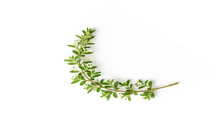 Botanical Flower