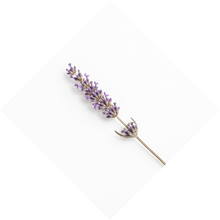 Botanical Sprig
