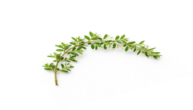 Real Botanical Leaf
