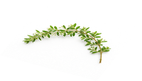 Real Botanical Branch